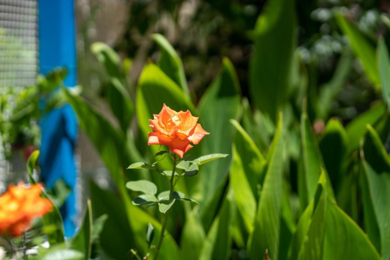 Ibiscus And Lily Apartment Rhodes City